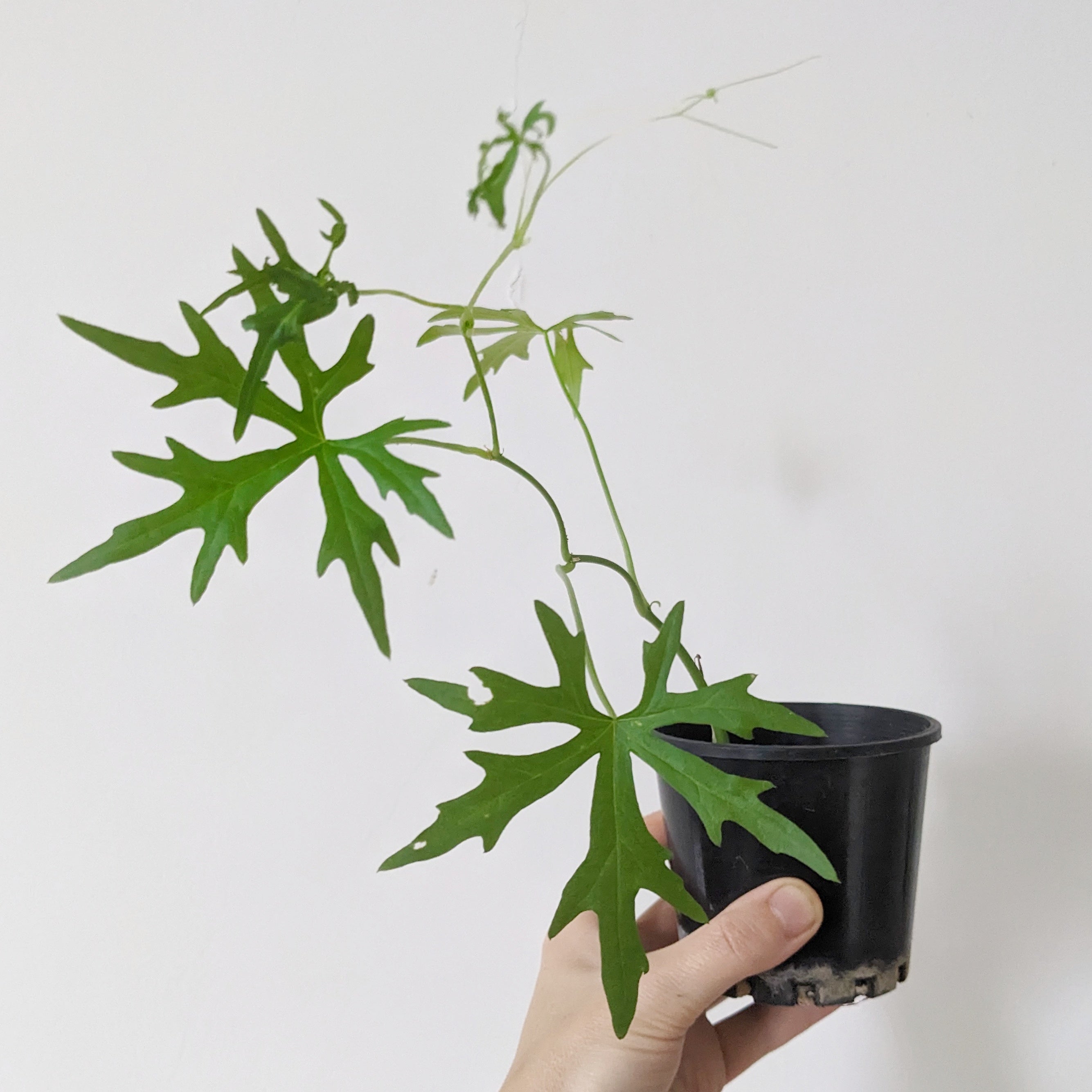 Cissus tuberosa (syn. tiliacea) 10cm pot